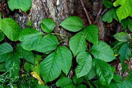 Poison Ivy Removal